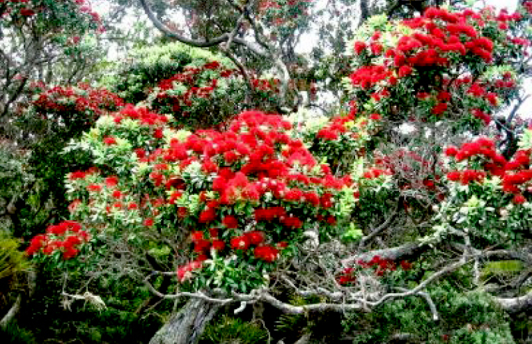 45, Rosalie Bay Road, Great Barrier Island