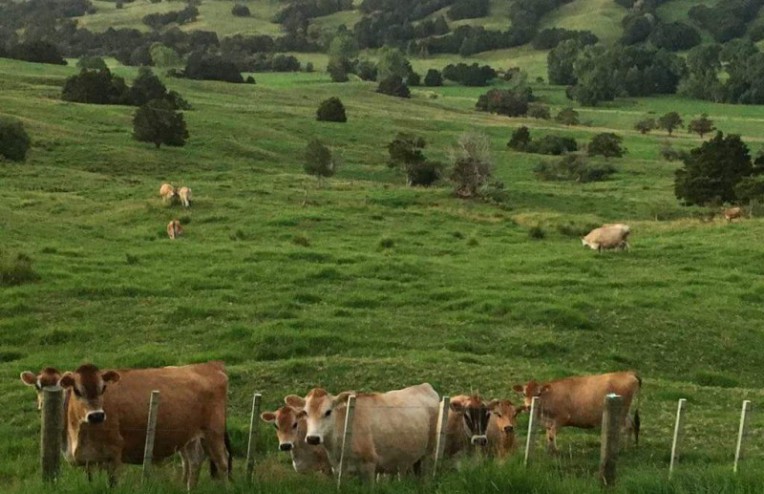 640 Tangihua Rd, Maungakaramea