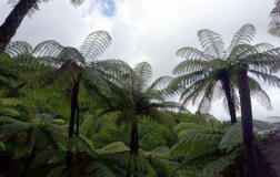 45, Rosalie Bay Road, Great Barrier Island